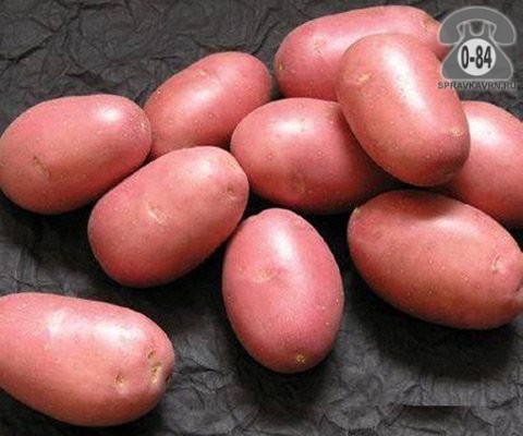 Картофель семенной сортовой голландская суперэлита Ред Скарлет раннеспелый красный светло-жёлтый 400 ц/га