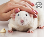 Хирургические услуги для животных