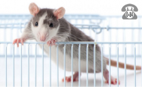 Хирургические услуги для животных