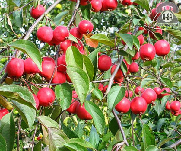 Саженцы декоративных кустарников и деревьев яблоня декоративная Недзвецкого лиственные закрытая