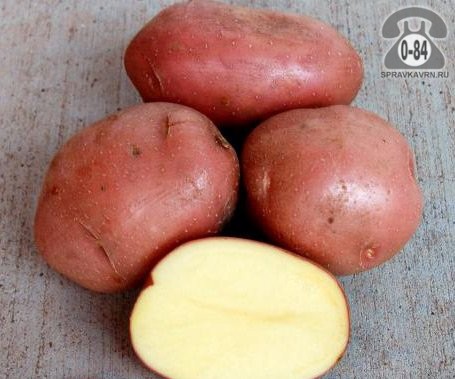 Картофель семенной сортовой немецкая Беллароза