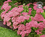 Купить рассаду цветов